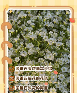 圆锥石头花代表什么寓意