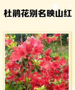 哪些杜鹃花国家保护