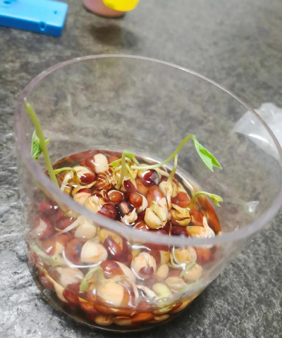 家庭养花用生根粉