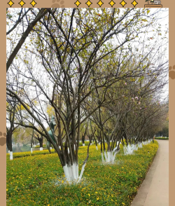 冬天观花的树种有哪些