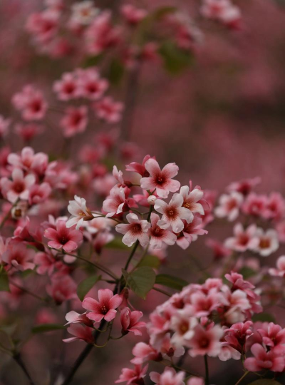 油桐开什么颜色的花