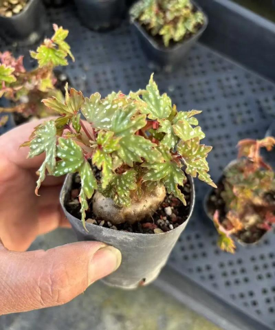 家庭养花用生根粉