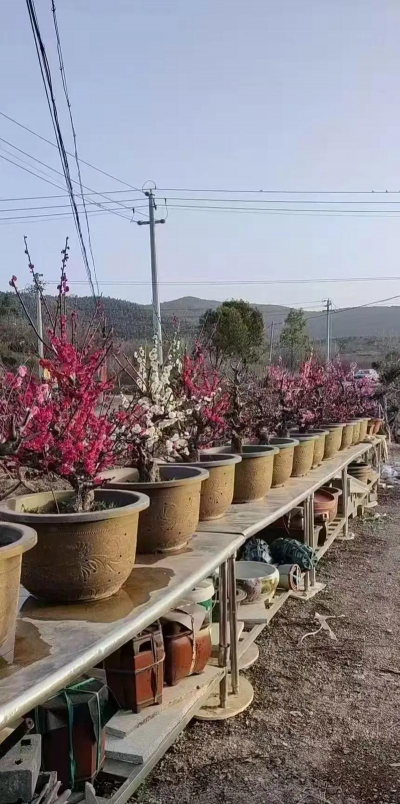 朱砂梅用什么土壤种植