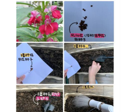 家庭养花用生根粉