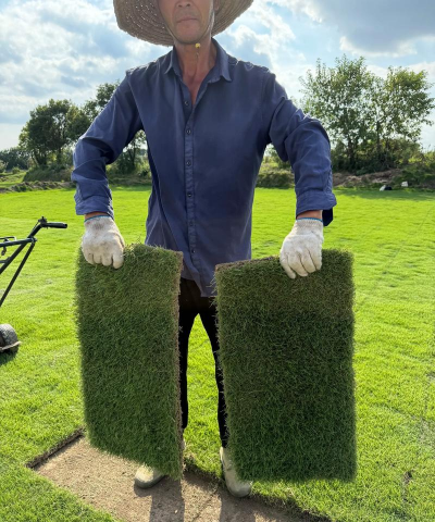 马尼拉草坪的修复与更新