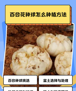 百合花球怎么养