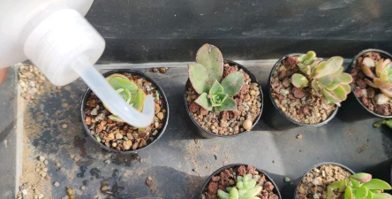 家庭养花用生根粉