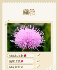 蓟花语是什么意思