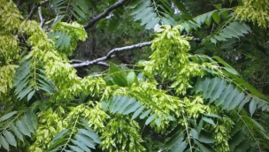 为什么家里花上有臭椿