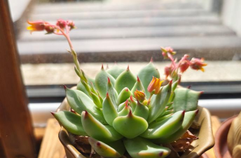 大吉娃娃花喜欢什么