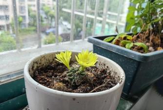 家庭养花用生根粉