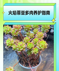 火焰蒂亚适合什么土壤