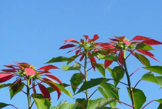 能分泌毒素的植物有哪些