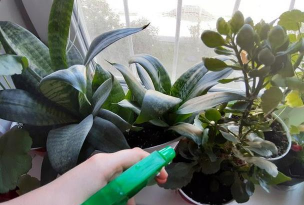 家庭养花用生根粉