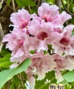 楸树的花有哪些颜色