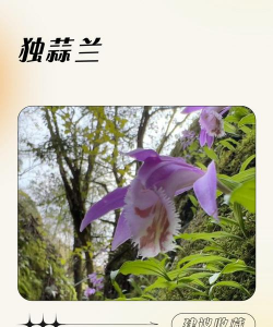 独蒜兰花语是什么