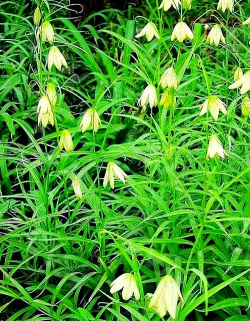 贝母枝干长什么样