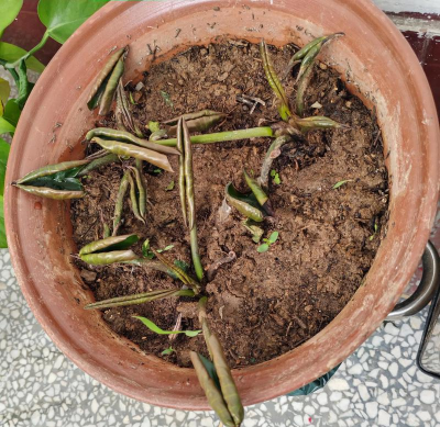 家庭养花用生根粉