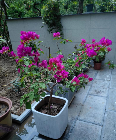 家庭养花用生根粉