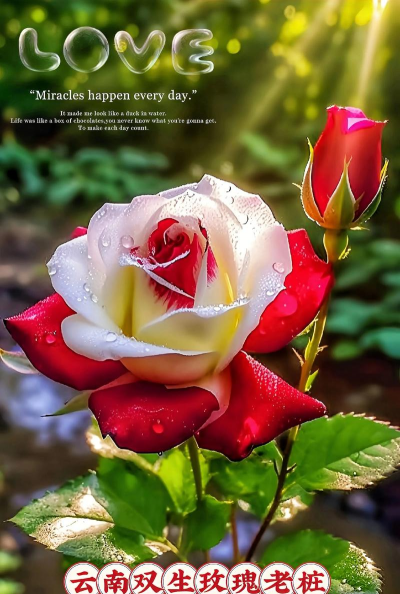 家庭养花用生根粉