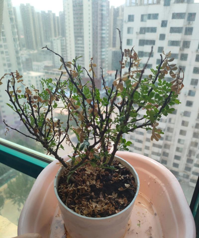 家庭养花用生根粉