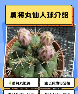 仙人球的别名有哪些