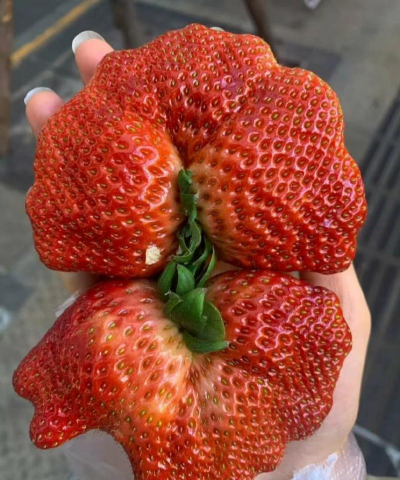 草莓很大是什么原因