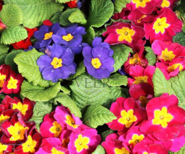 哪些花是红色紫色蓝色的