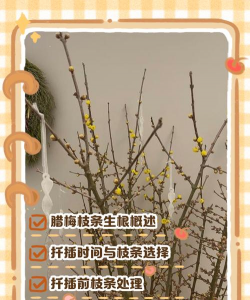 新买的腊梅如何生根