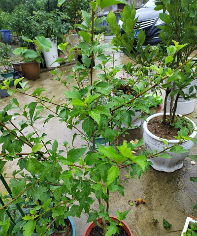 家庭养花用生根粉