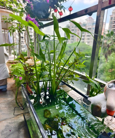 鱼缸垫高养花