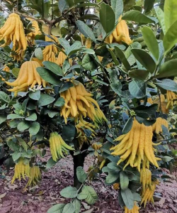 类似佛手的是什么树