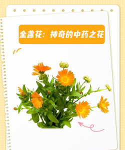 金盏花施什么肥