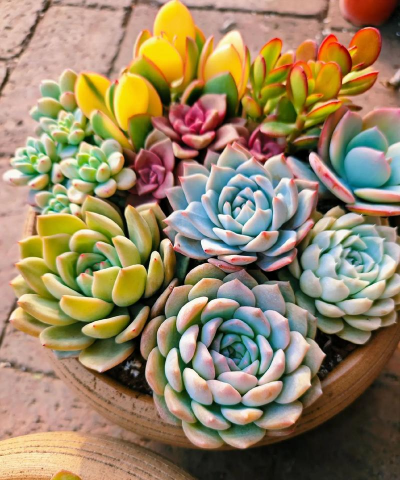 哪些多肉可以拼一起