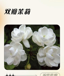 茉莉花是哪些国家的国花