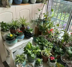 家庭养花用生根粉