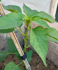 辣椒秧是什么东西