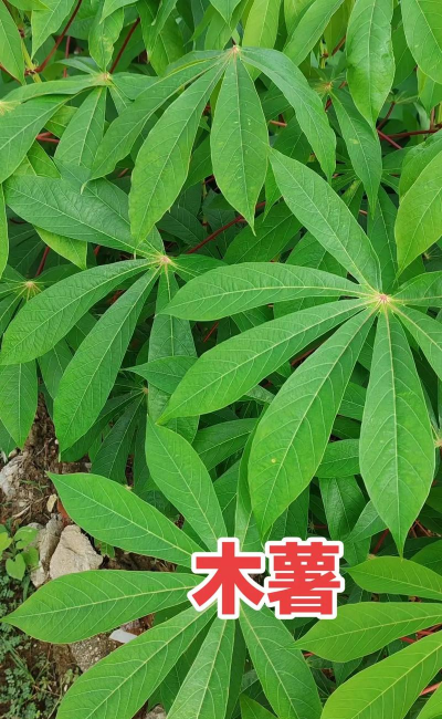 直立茎的代表植物有哪些