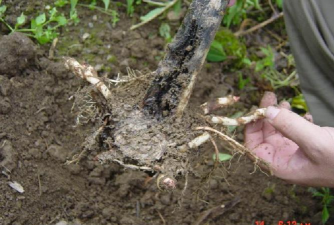 家庭养花用生根粉