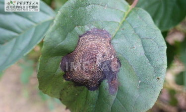 五味子有哪些病害