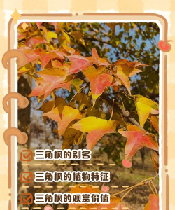 三角枫都有哪些分类