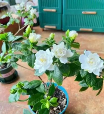 家庭养花用生根粉