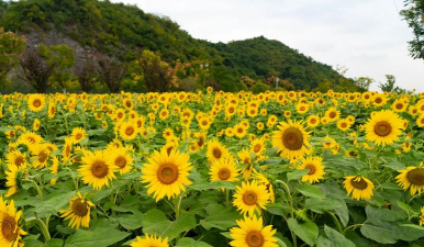 向日葵适合种在哪些城市