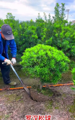 罗汉松球搭配什么草