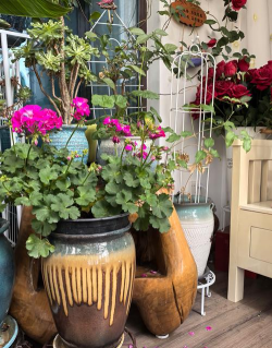 叙利亚家庭养花