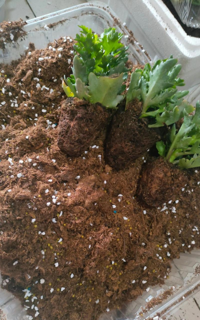 家庭养花用生根粉