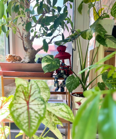 家庭养花用生根粉