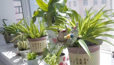 家庭养花用生根粉