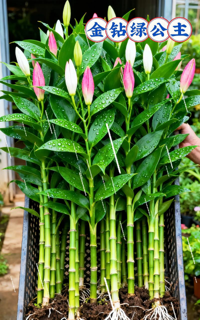 家庭养花用生根粉