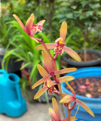 家庭养花用生根粉